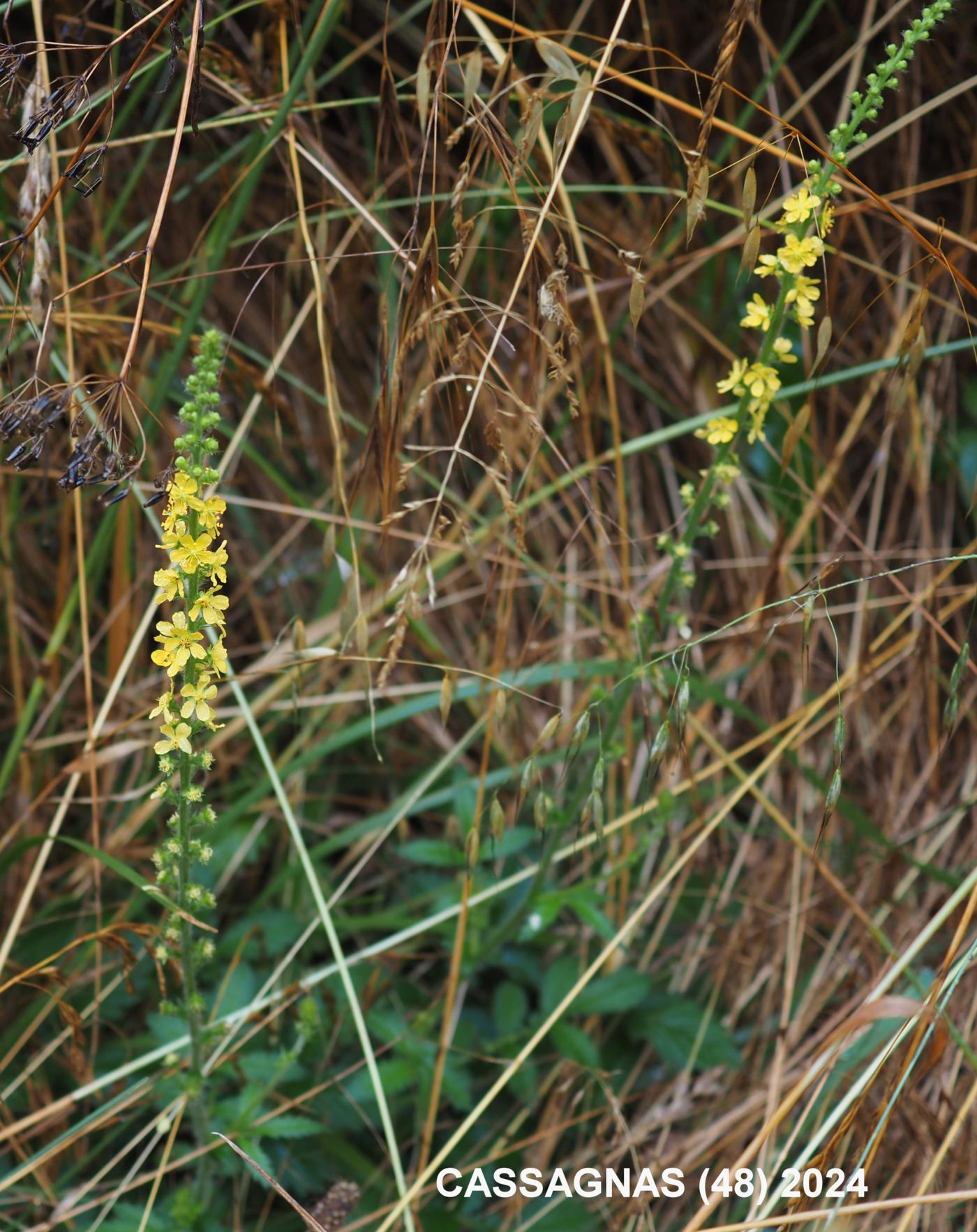 Agrimony, Common plant